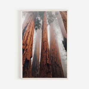 Redwood Tree Wall Art, Eureka California Fotografie, Landschaft Print, Sequoia National Park, California Printable, Redwood Forest Wall Art