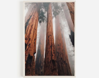 Redwood Tree Wall Art, Eureka California Photography, Landscape Print, Sequoia National Park, California Printable, Redwood Forest Wall Art