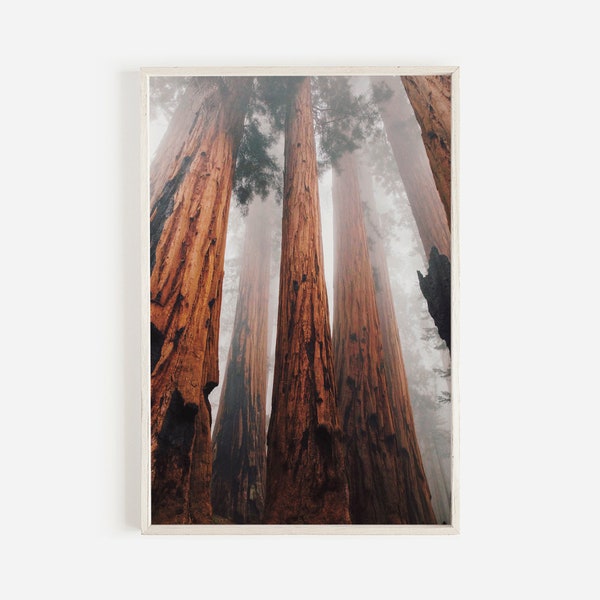 Redwood Tree Wall Art, Eureka California Fotografie, Landschap Print, Sequoia National Park, Californië Afdrukbaar, Redwood Forest Wall Art