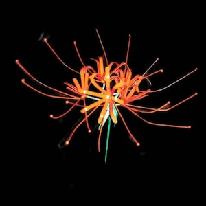Spider Lily