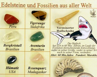Versteinerungen Sammlung Fossilien Sammlung mit Versteinerungen aus aller Welt 