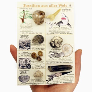 Fossils from all over the world, millions of years old fossils, fossil table, shells shark tooth wood ammonite belemnite shell M16