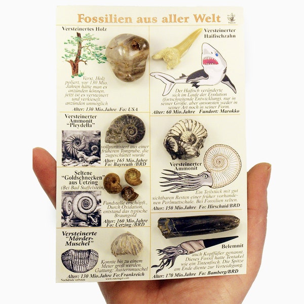 Fossilien aus aller Welt, Millionen Jahre alte Versteinerungen, Fossilien Tafel, Muscheln Haifischzahn Holz Ammonit Belemnit Muschel M16