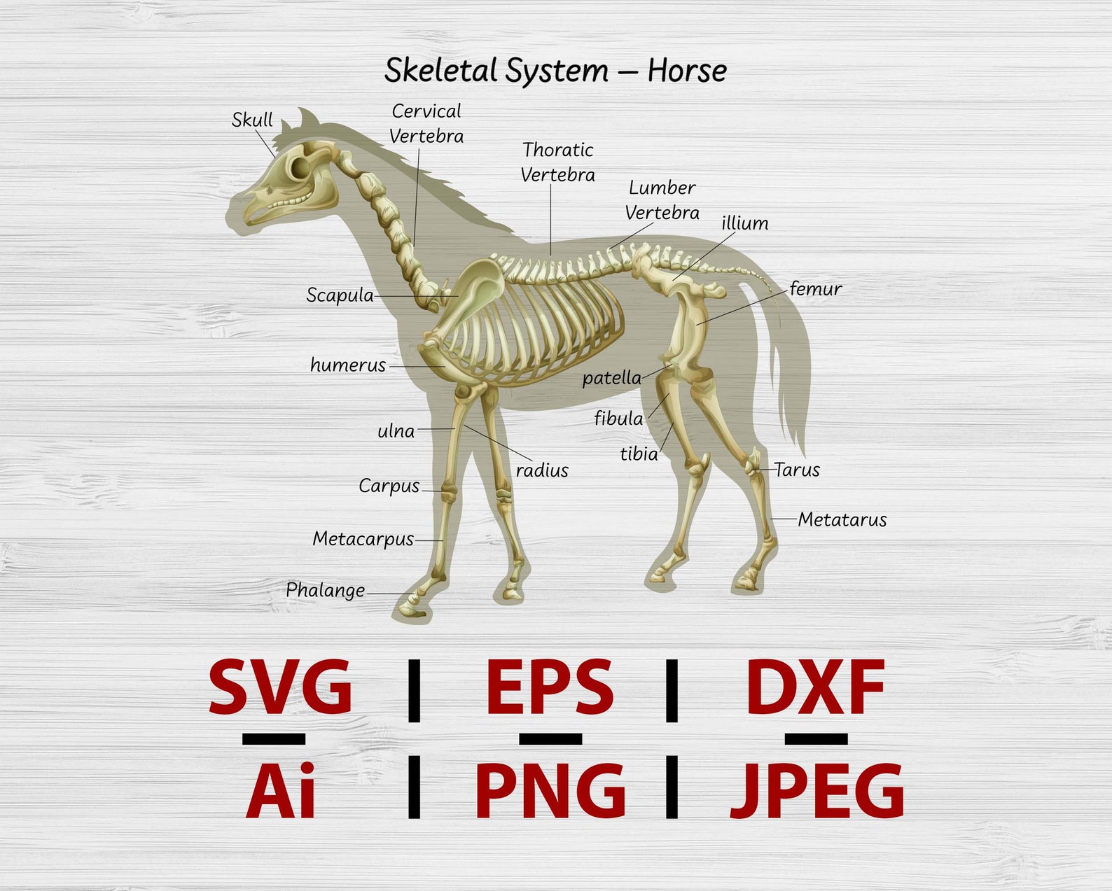Science horse skeletal system Horse Body