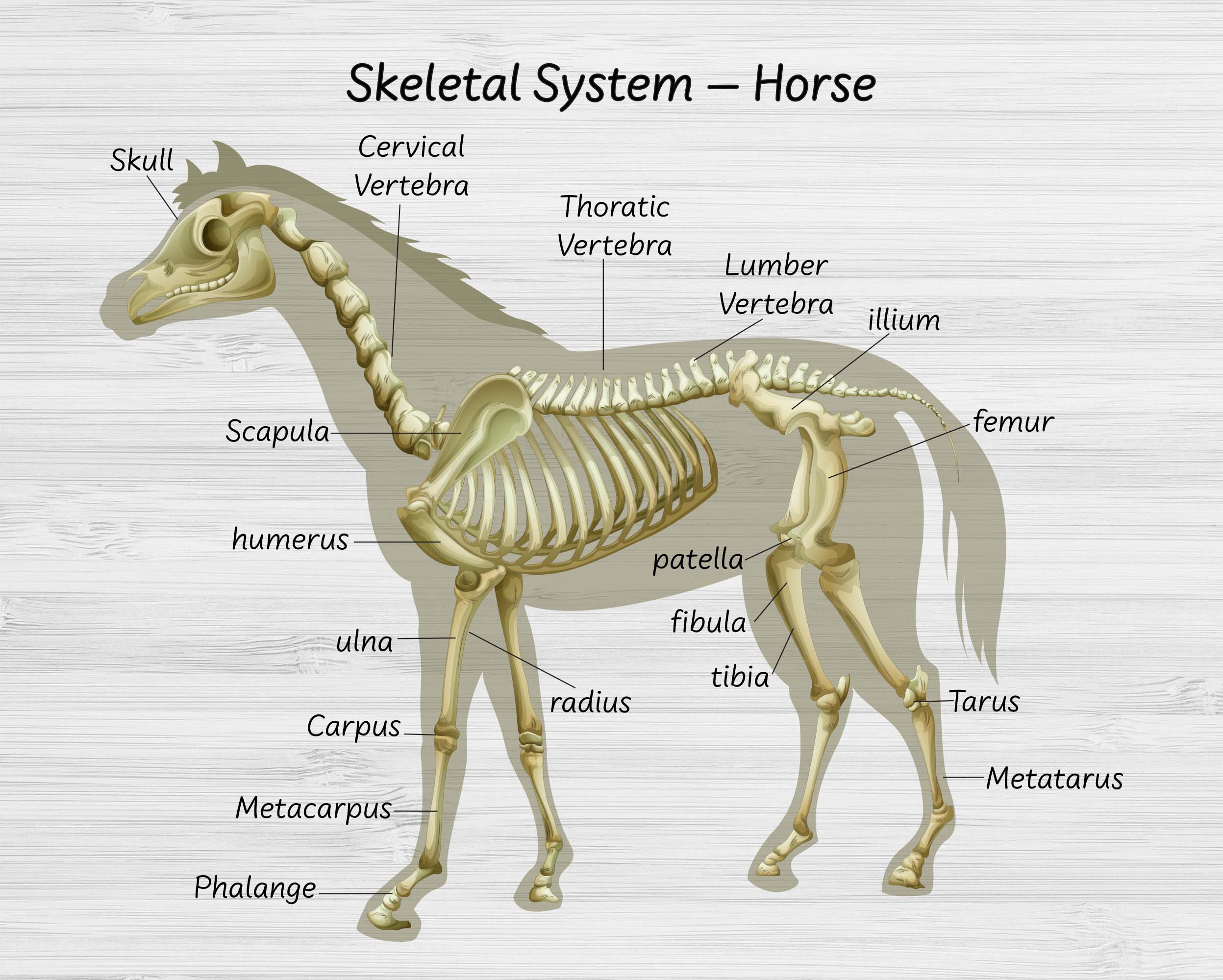 Labeled Skeleton Labeled Skeleton