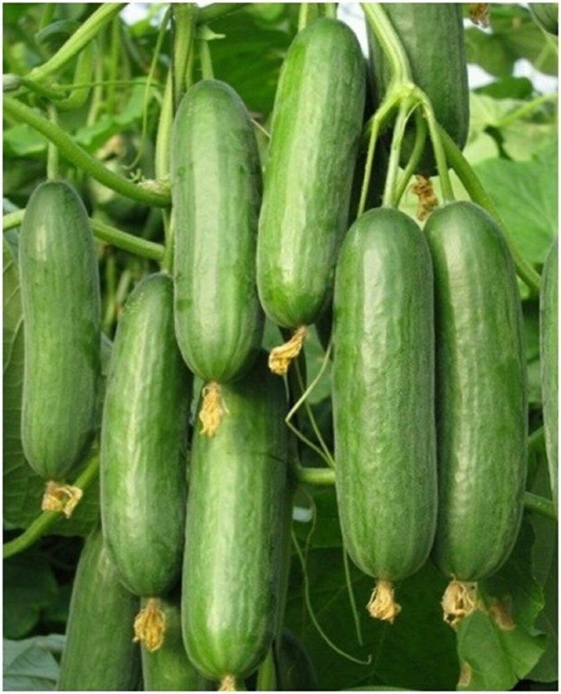 Beit Alpha Cucumber Seeds Persian or Lebanese Cucumber Etsy