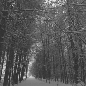 Tree Art Print -Instant Digital Download, Boerderij Decor, Fotografie Wall Art, Country Lane, Snowy Woods Photo Download, Titel: &quot;Allée&quot;