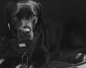 Dog Portait -Instant Digital Download, Farmhouse Decor, Photography Wall Art, Black Lab Photo Download, Title: "Good Boy"