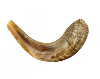 Jewish Shofar Trumpet 10"-12", Natural Rams Horn, 100% Kosher (Rabbinate certification) Authentic from Israel. Judaica wedding gift