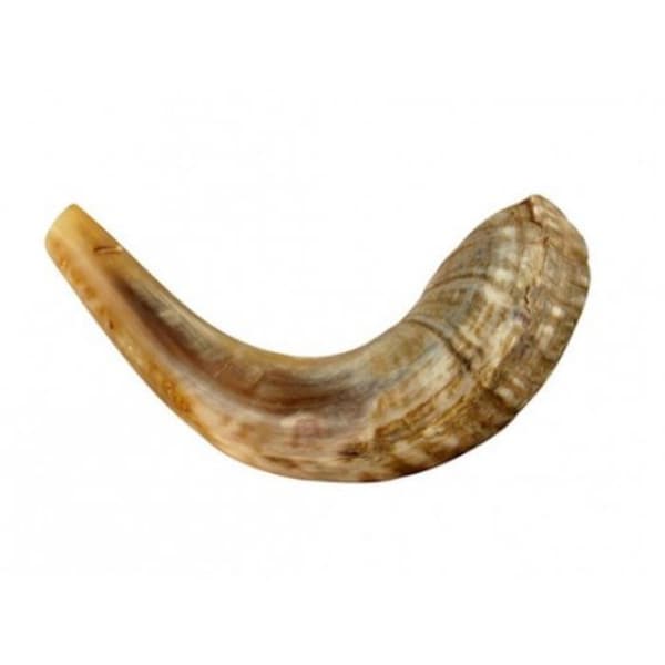 Shofar From Israel Etsy