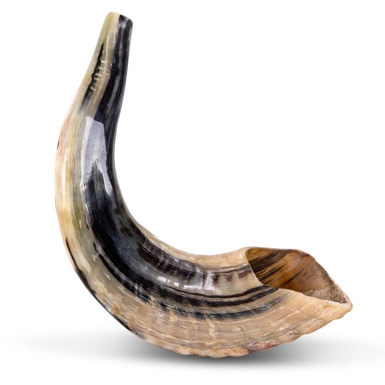 Jewish Ram's Horn Shofar Classic Natural Handmade Etsy