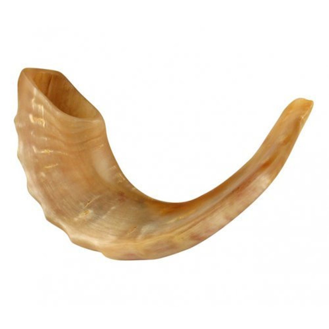 Jewish Ram's Horn Shofar Handmade Polished Etsy
