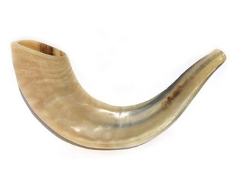 Jewish Ram's Horn Shofar Handmade Polished, 11"-12", 100% Kosher Authentic from Israel. Judaica wedding, bar/t mitzvah  gift.