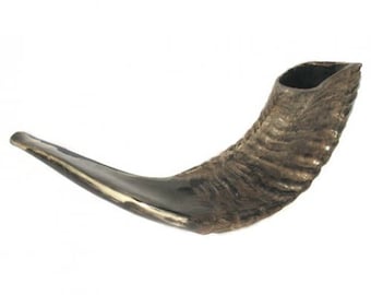Jewish Shofar Trumpet 13"-14", Natural Rams Horn, 100% Kosher (Rabbinate certification) Authentic from Israel. Judaica wedding gift