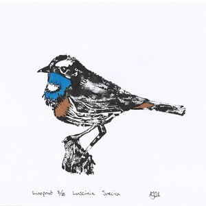 Bluethroat, Luscinia svecica, bird, Handprinted Linoprint image 7