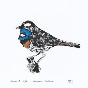 Bluethroat, Luscinia svecica, bird, Handprinted Linoprint image 8