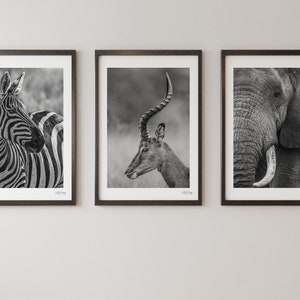 African Portraits Collection, Limited edition Wall Art Prints, Wildlife Photography, Wall Décor