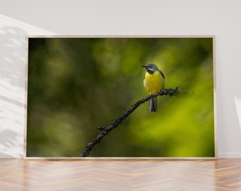 Grey Wagtail Wall Art Print, Wildlife Photography, Bird print