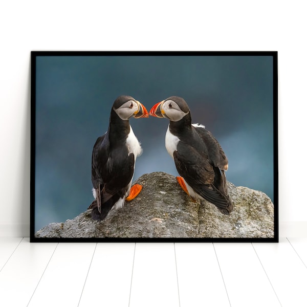 Puffin in Love Limited Edition Wall art Print, Wildlife Photography, Atlantic Puffin