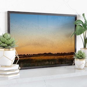 Starling Murmuration Limited Edition Wall Art Print, Wildlife Photography