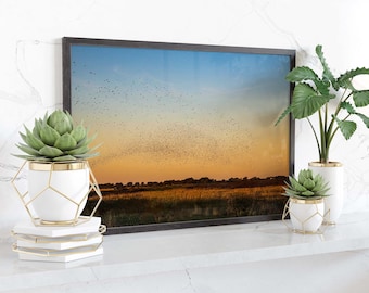 Starling Murmuration Limited Edition Wall Art Print, Wildlife Photography