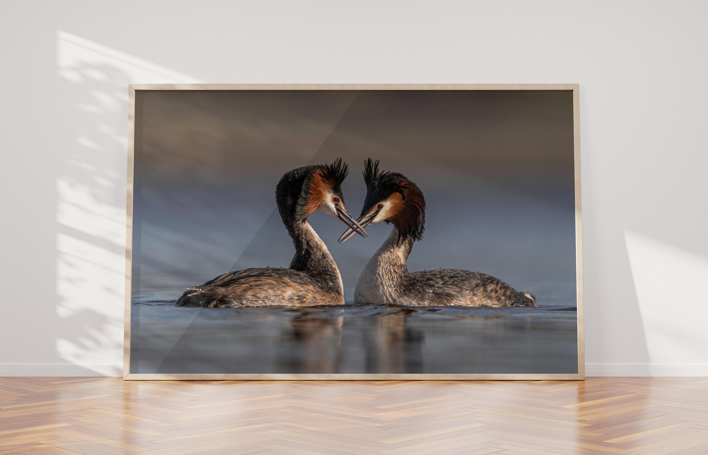 Great Crested Grebes Limited Edition Wall Art Photo Print, Wildlife Photography, Fine art, Animal Behavior, Grebes, Birdwatching gift