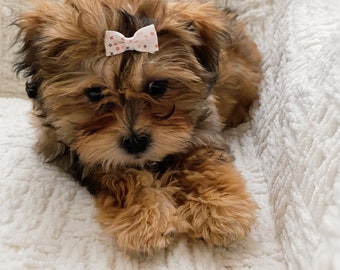 Shih Tzu Shoes Etsy