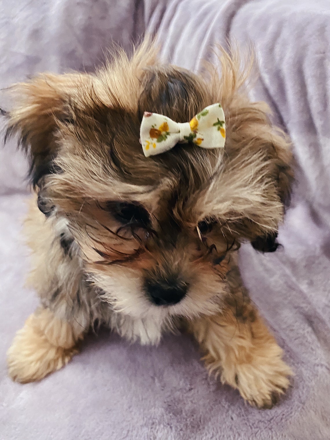 Teacup Small Dog Bows Topknot Bows Tiny Dog Hair Bows Etsy