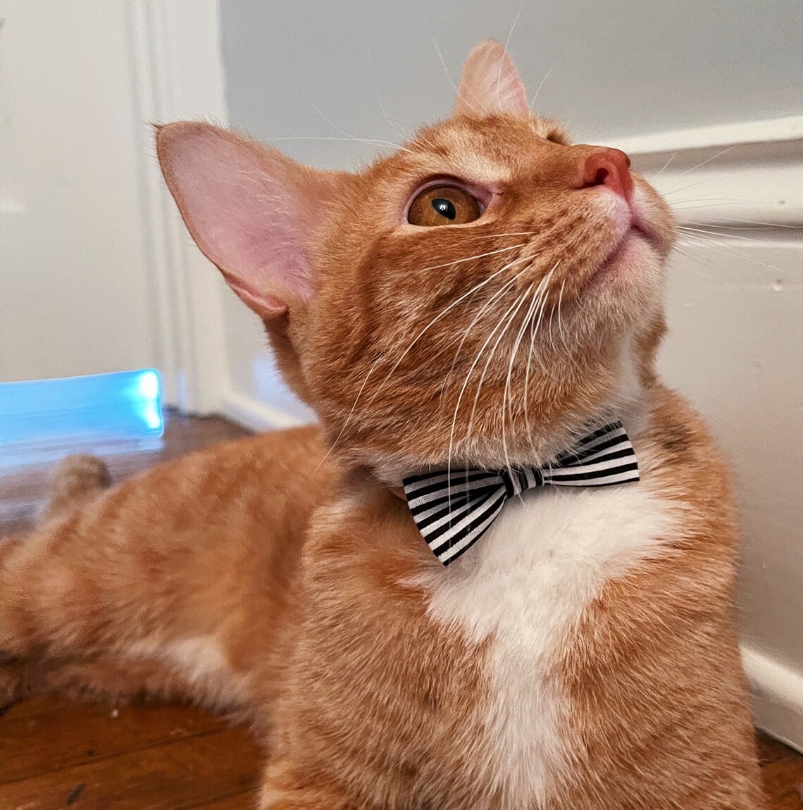 Dog Bows Dog Collar Bows Slide on Collar Bow Black Stripe Etsy