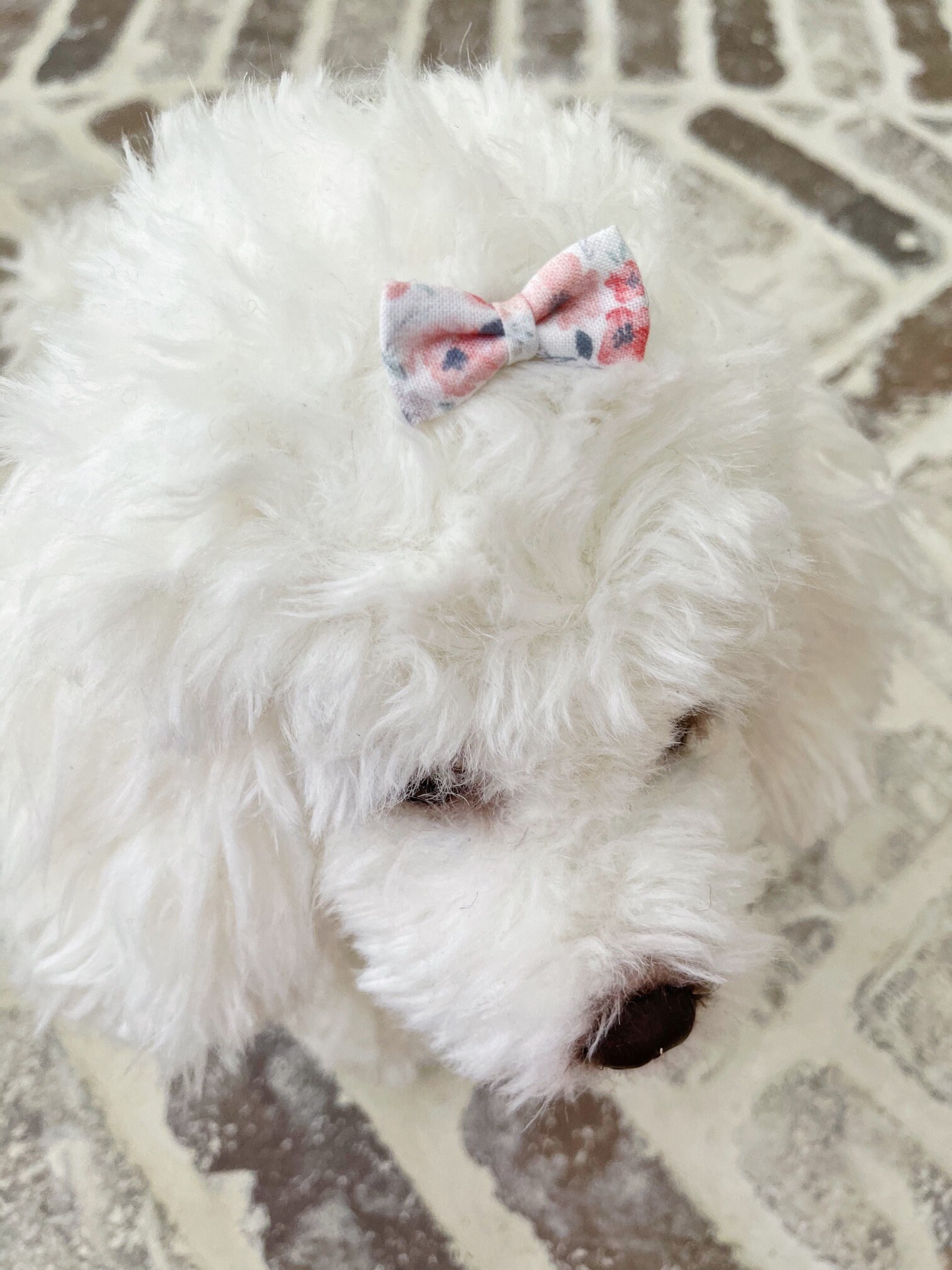 Teacup puppy bows topknot bows Tiny Dog Hair Bows Yorkie Etsy
