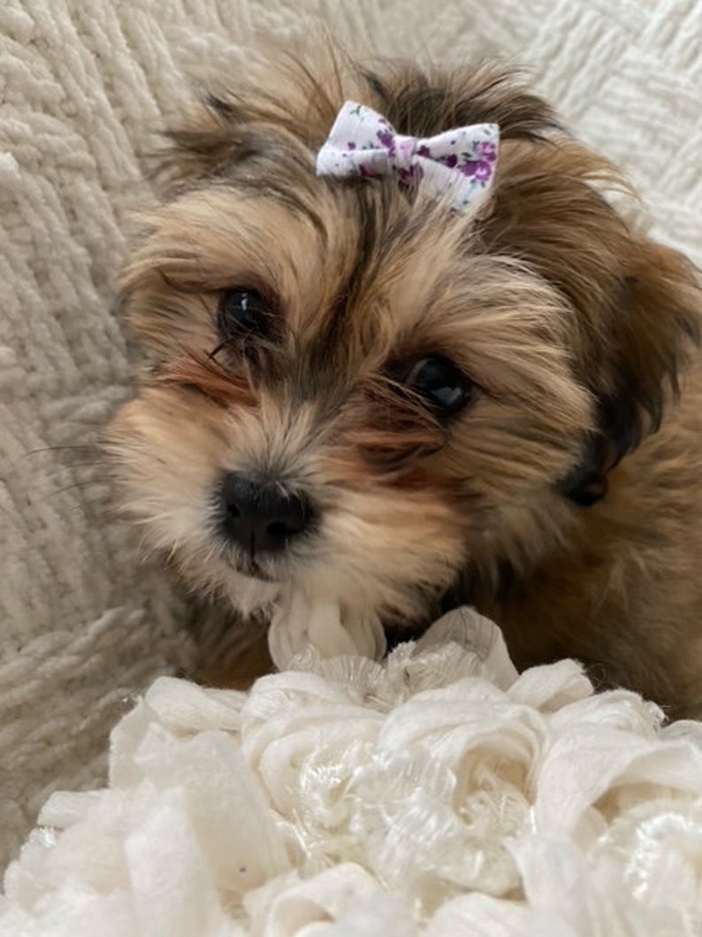 Teacup Small Dog Bows Topknot Bows Tiny Dog Hair Bows Etsy