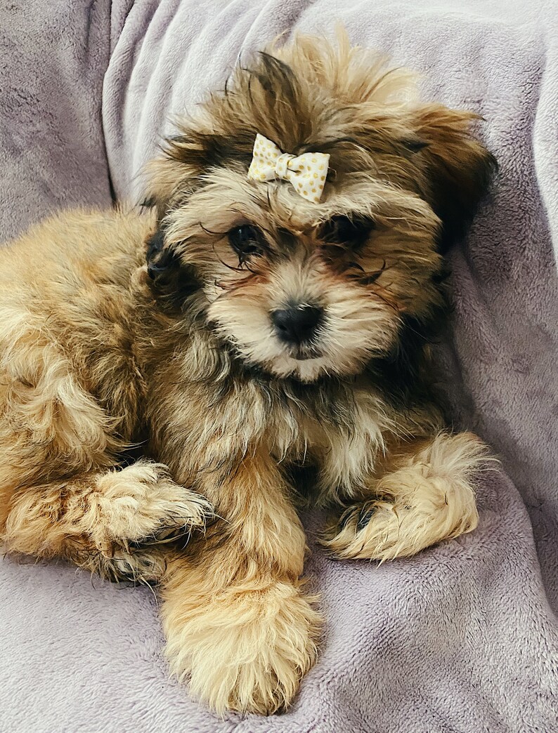 Teacup Puppy Bows Topknot Bows Tiny Dog Hair Bows Yorkies Etsy