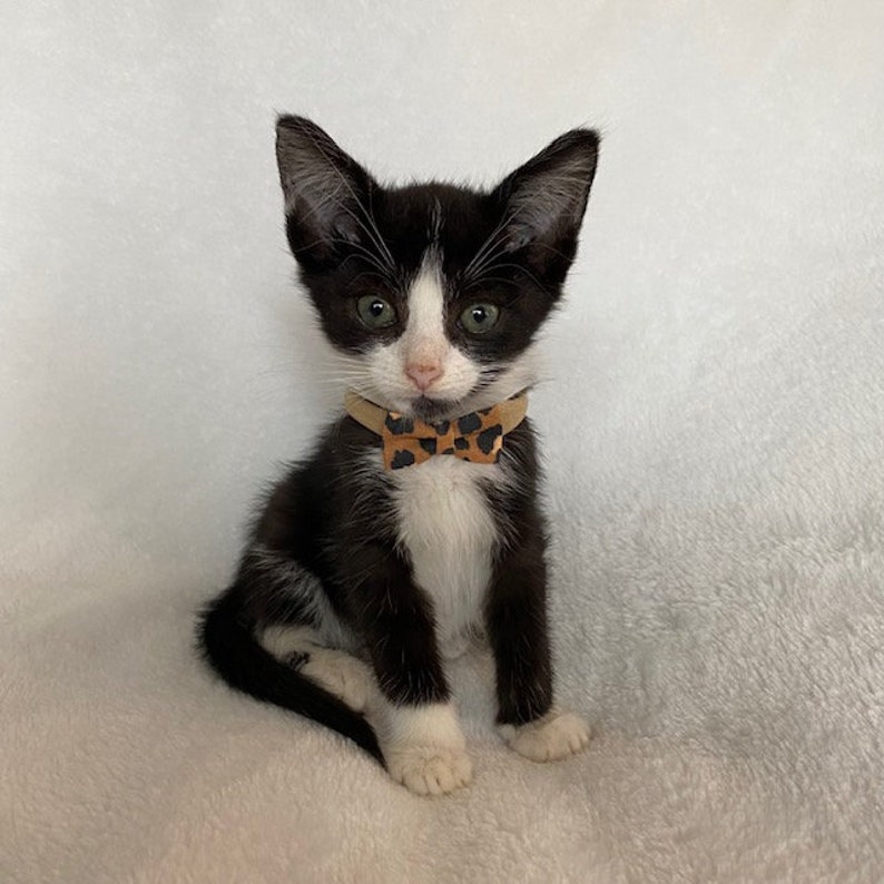 Teacup Puppy Dog Bows Topknot Bows Tiny Pet Hair Bows Etsy