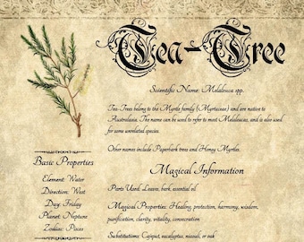 Printable Herbal Grimoire Page: Tea-Tree/Paperbark (Melaleuca)