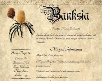 Printable Herbal Grimoire Page: Banksia