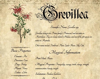 Printable Herbal Grimoire Page: Grevillea