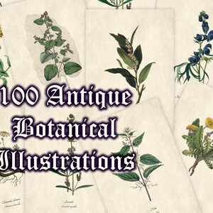 100 Antique Botanical Illustrations (Printable artwork, with common and botanical/Latin names, Green Witch/Book of Shadows digital download)