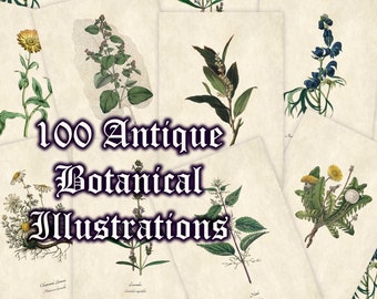 100 Antique Botanical Illustrations (Printable artwork, with common and botanical/Latin names, Green Witch/Book of Shadows digital download)