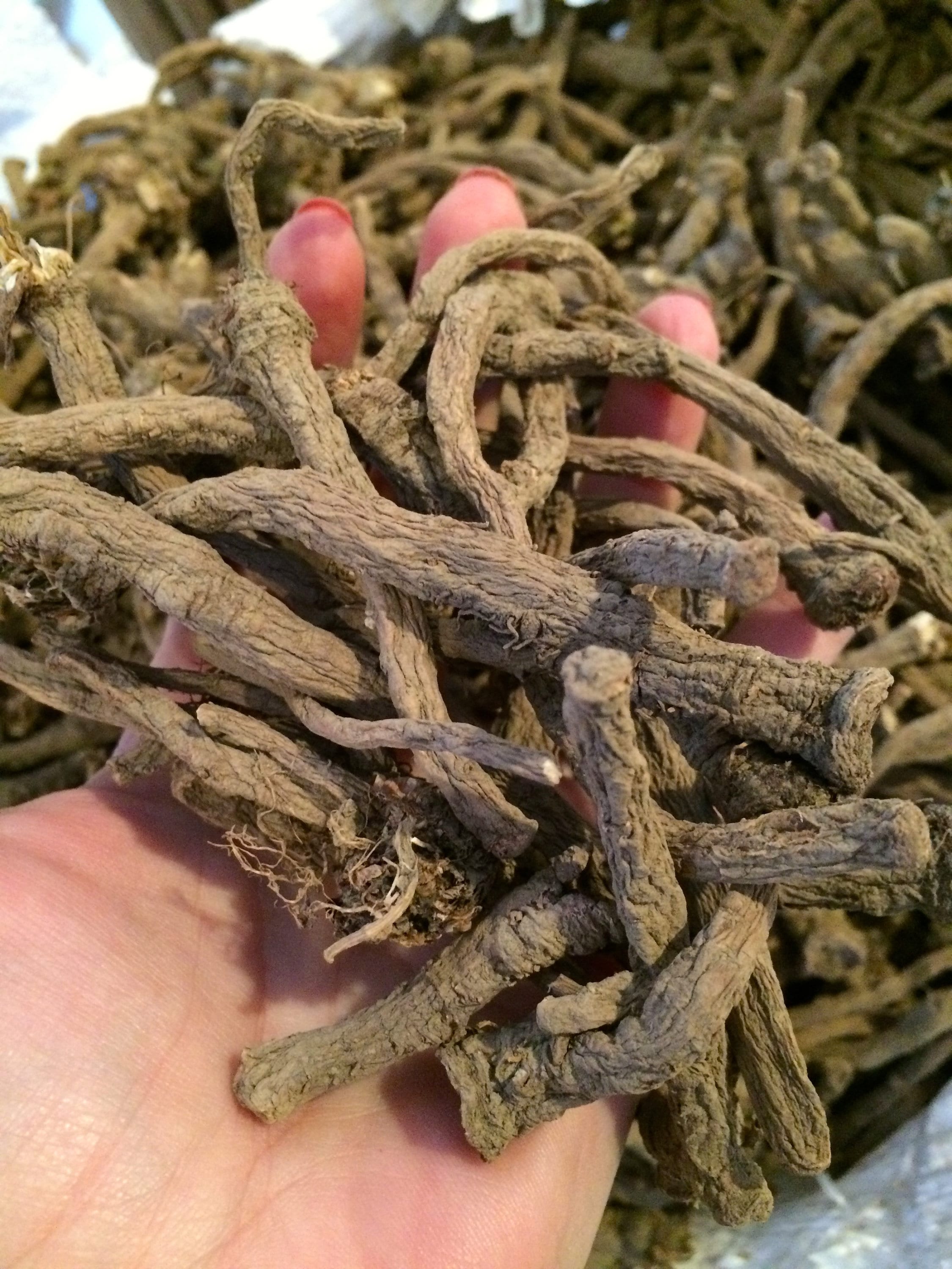 Where Can I Find Dandelion Root Organic Dried Dandelion Root Taraxacum Officinale | Etsy
