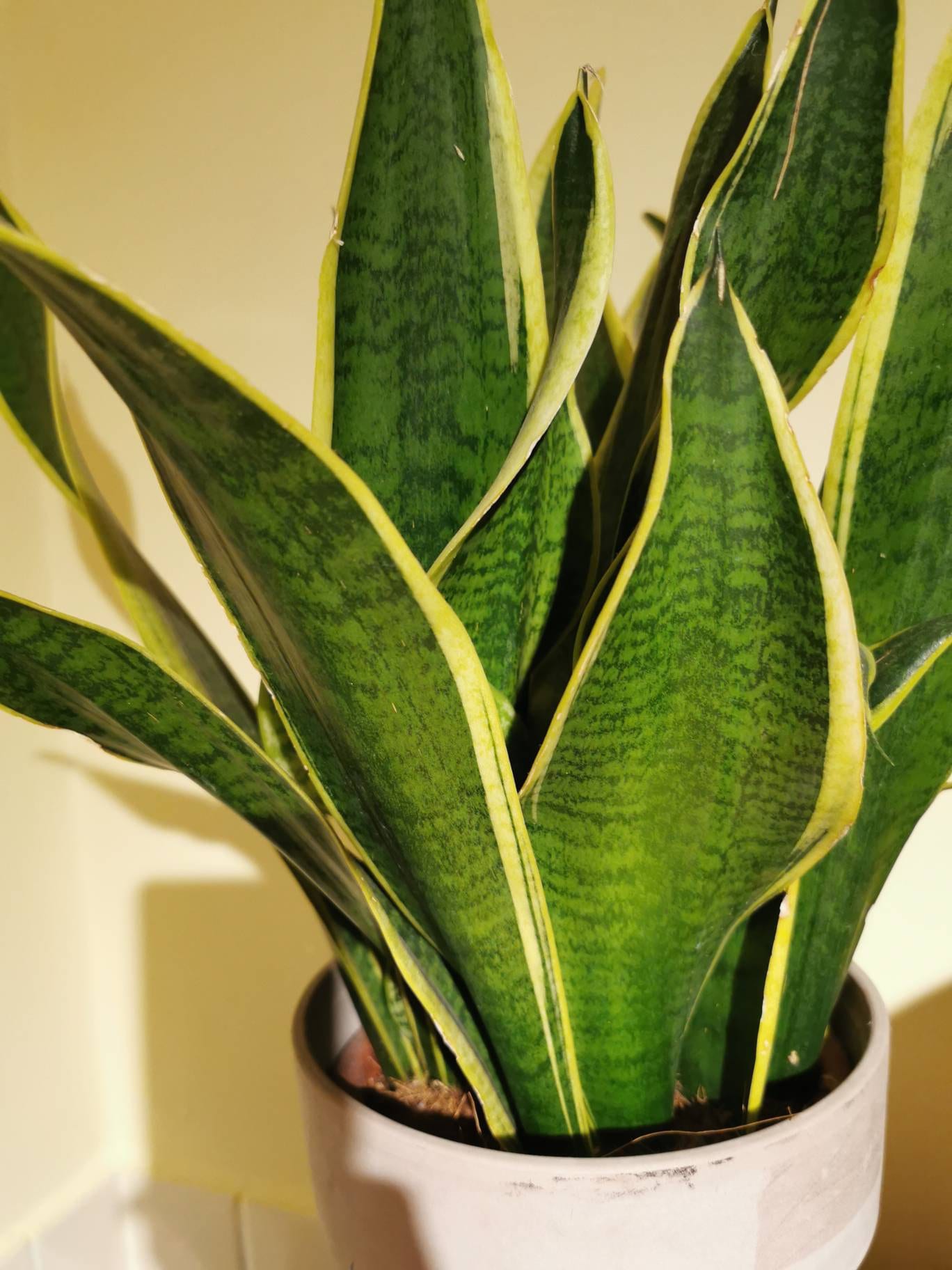 Dracaena trifasciata Snake plant cutting | Etsy