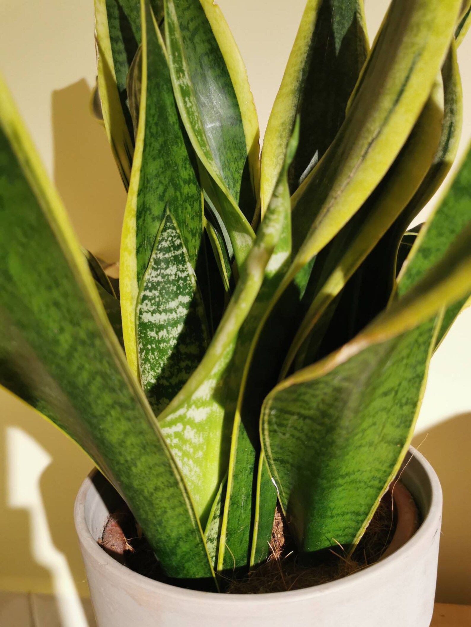 Dracaena trifasciata Snake plant cutting | Etsy