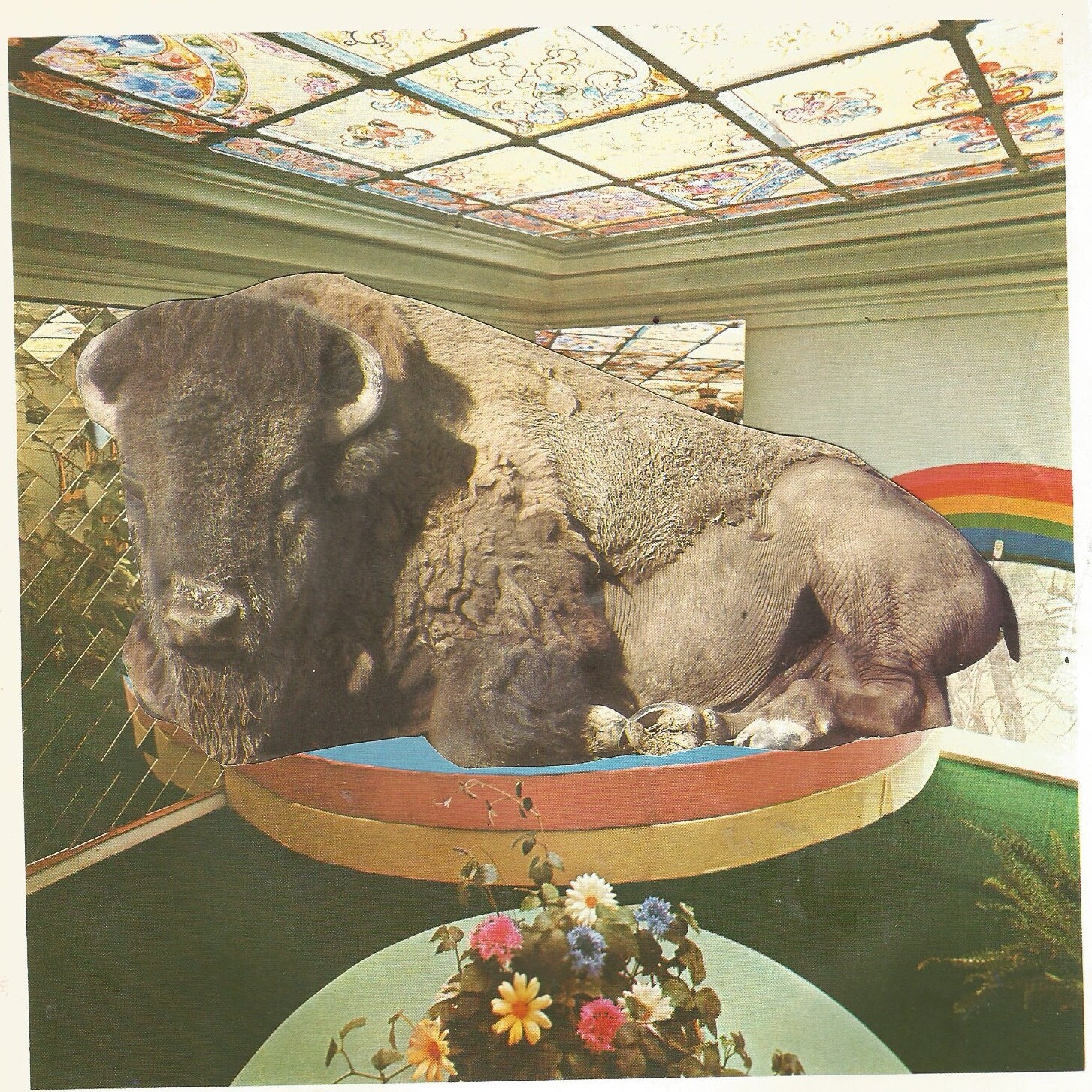 Bison Chez Moi Collage