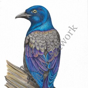 DIGITAL PRINT Common Grackle Printable Original Artwork