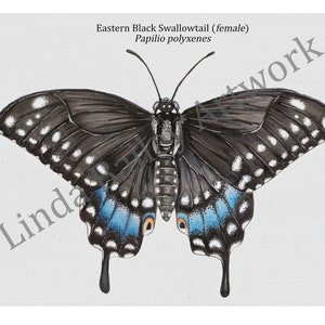 DIGITAL PRINT Black Swallowtail (female) Butterfly Printable Original Artwork