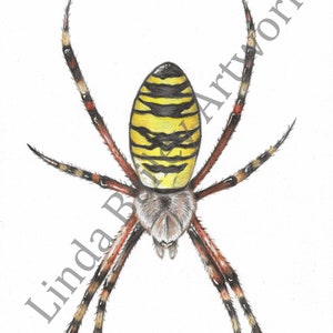 DIGITAL PRINT Black and Yellow Garden Spider Printable Original Artwork