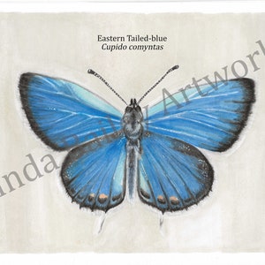 DIGITAL PRINT Eastern Tailed-blue Butterfly Printable Original Artwork