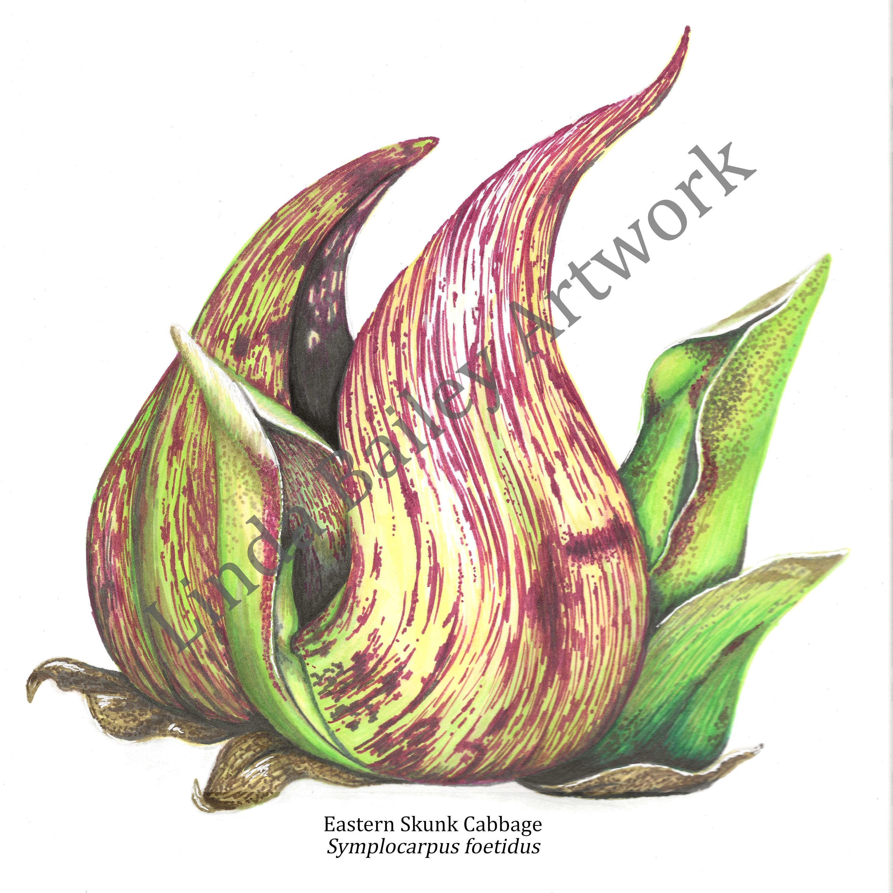 DIGITAL PRINT Skunk Cabbage Imprimible Original Artwork Etsy España