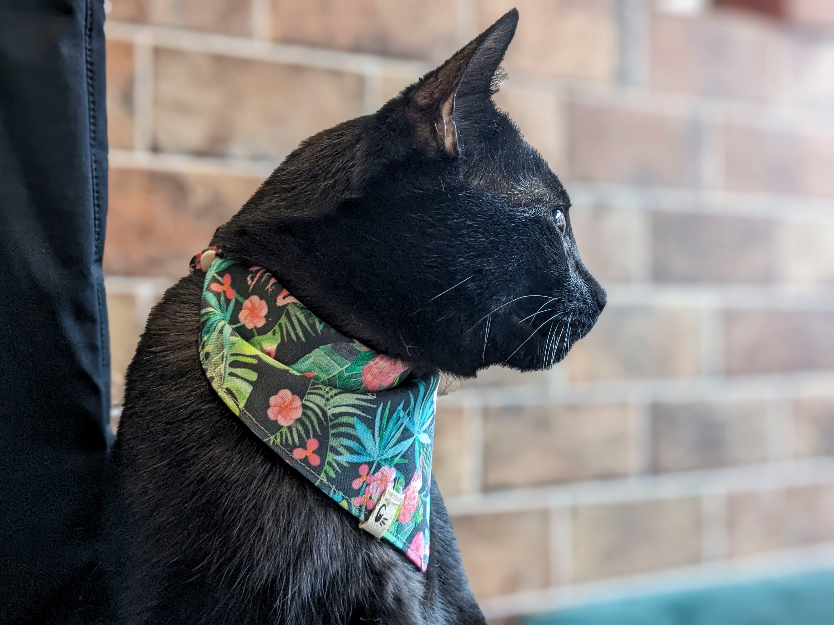 Bruins top cat collar