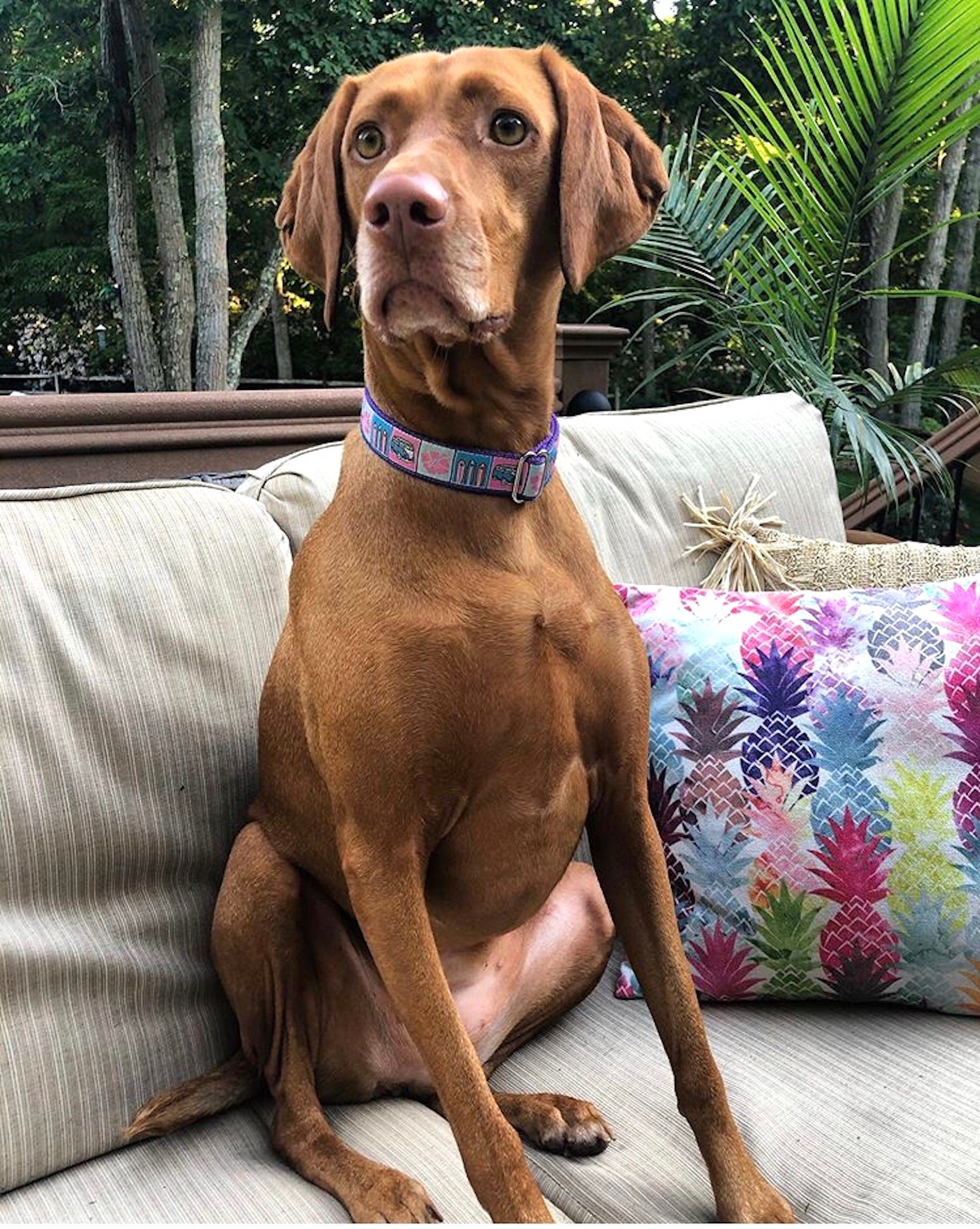 Pink Ribbon Dogs Pink Surfboards Ribbon Dog Collar | Etsy