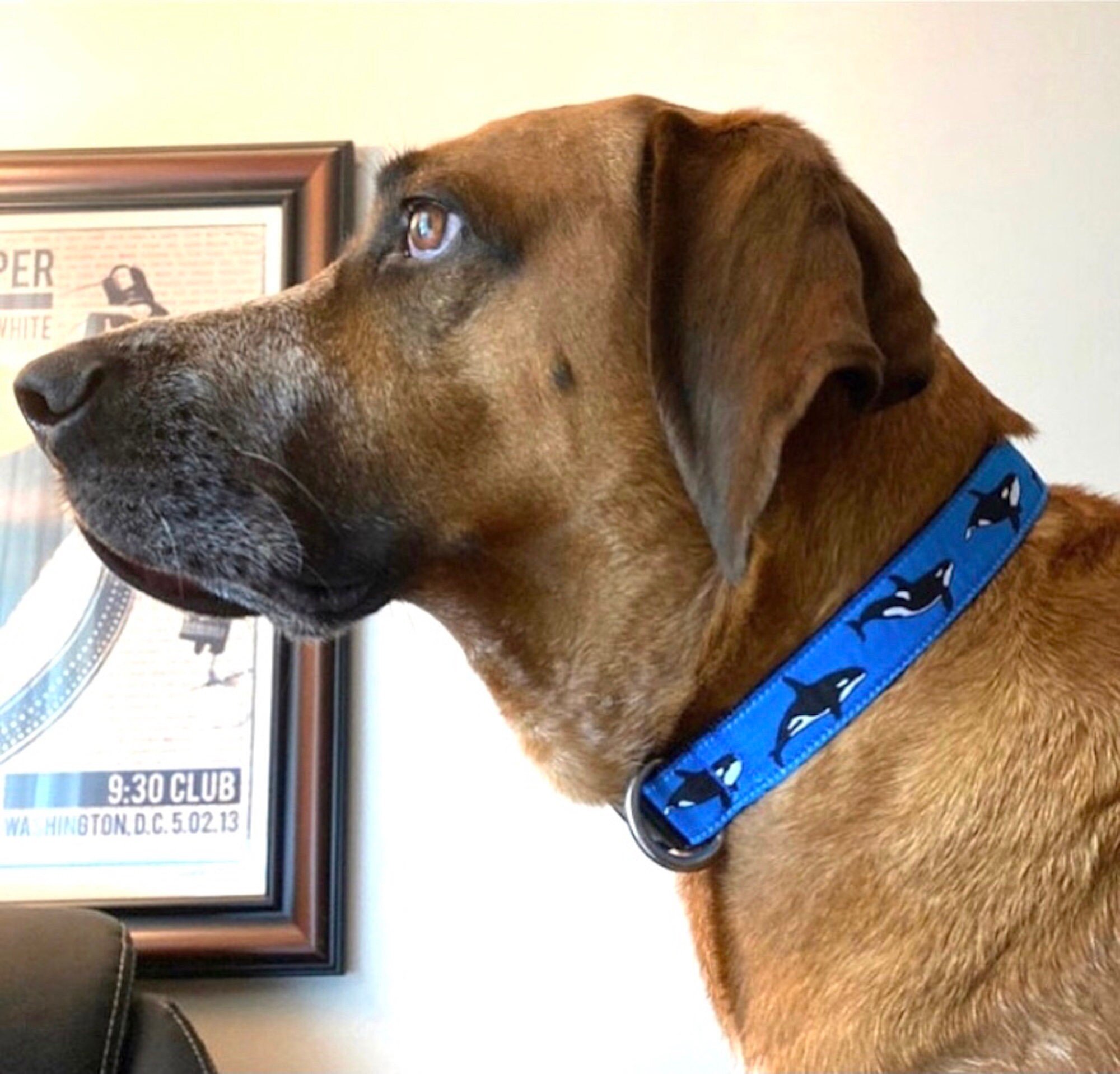 Orca Whale Ribbon Dog Collar - Etsy